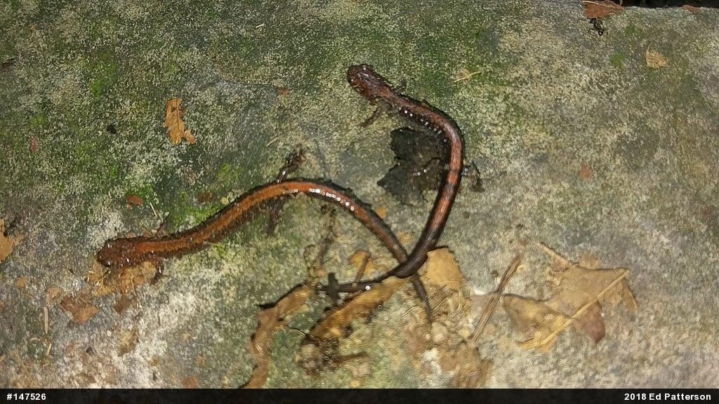 Eastern Red-backed  Salamander