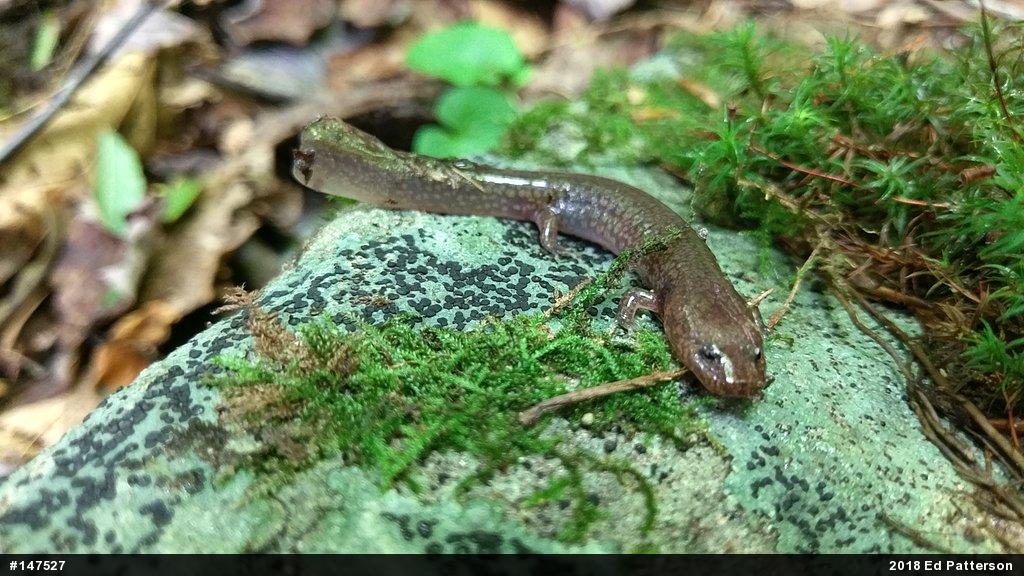 Northern Spring Salamander