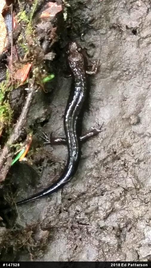 Allegheny Mountain Dusky Salamander