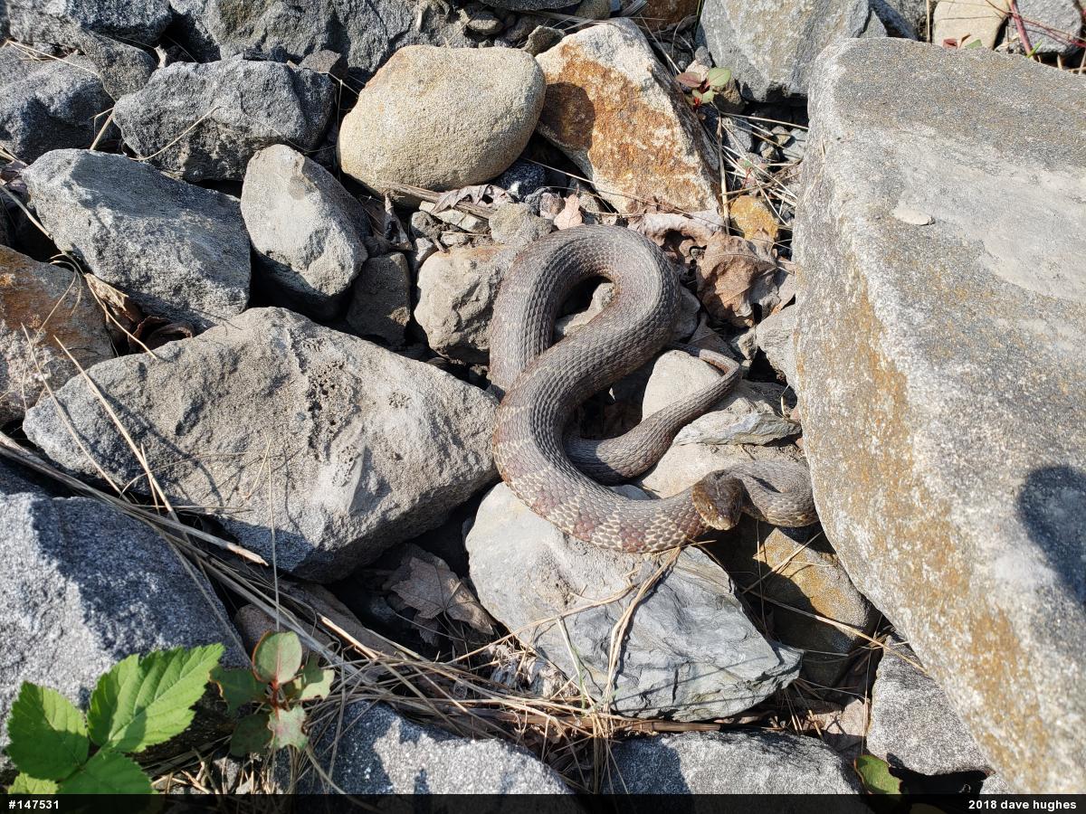 Northern Watersnake