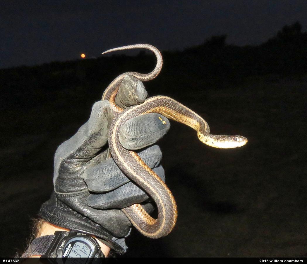 Eastern Gartersnake