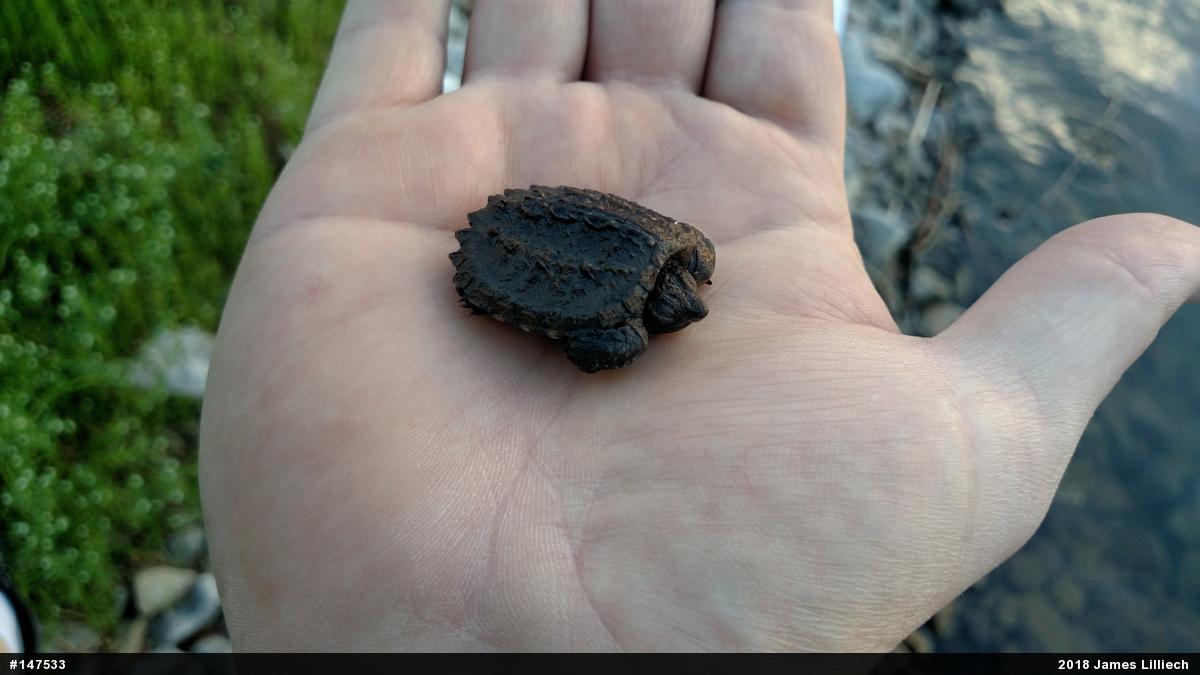 Snapping Turtle