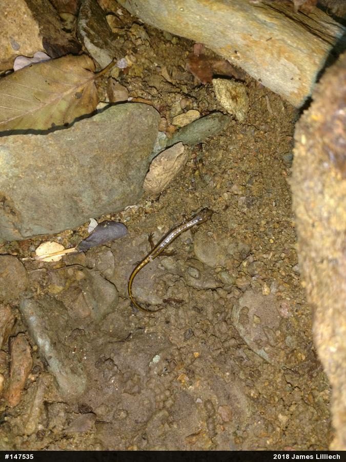 Northern Two-lined Salamander