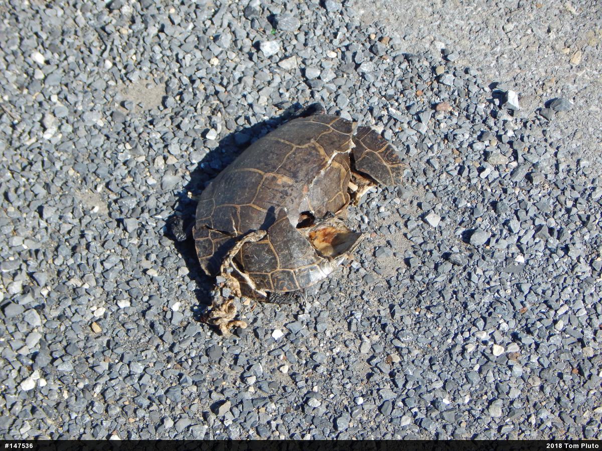 Painted Turtle