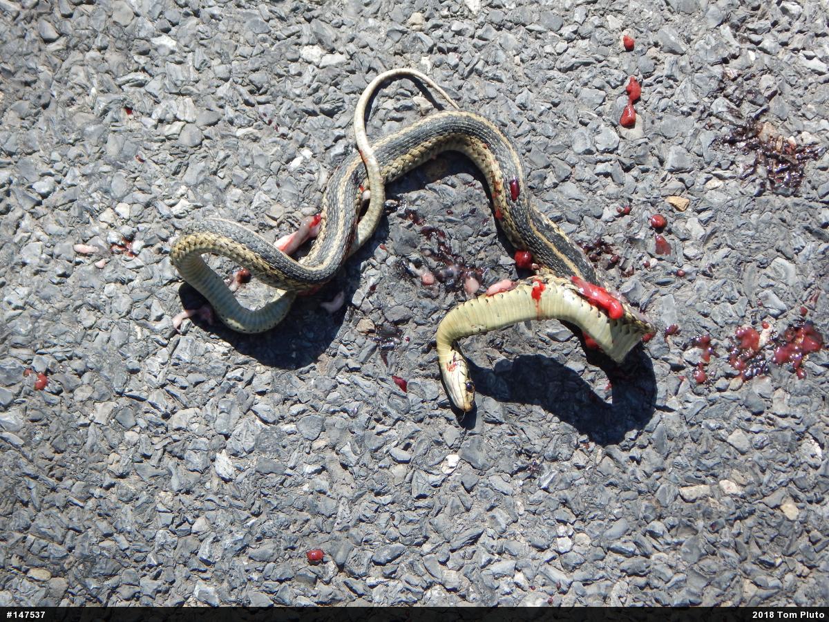 Eastern Gartersnake
