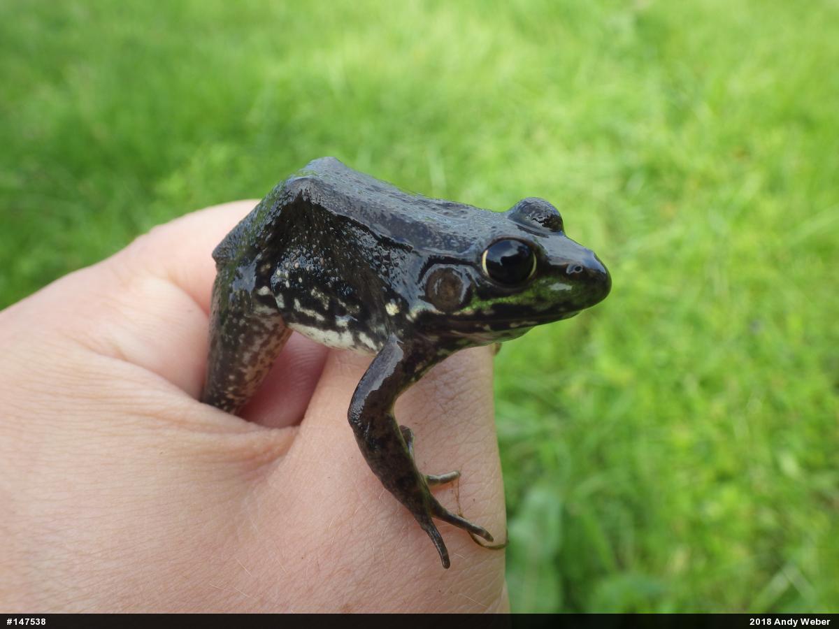 Green Frog