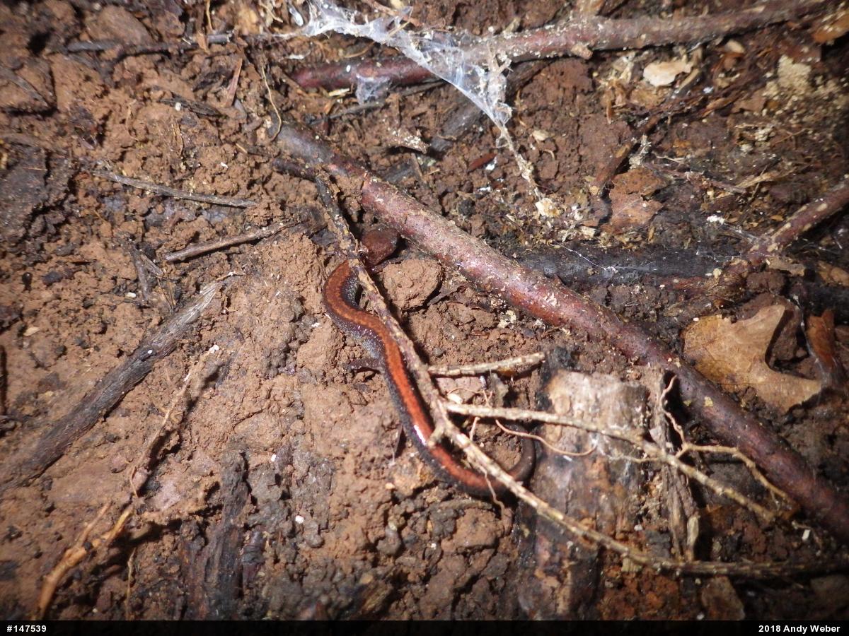 Eastern Red-backed  Salamander