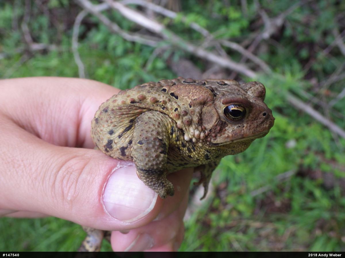 Eastern American Toad