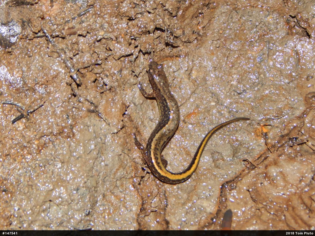Northern Two-lined Salamander