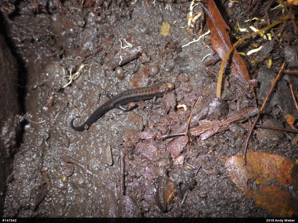Allegheny Mountain Dusky Salamander