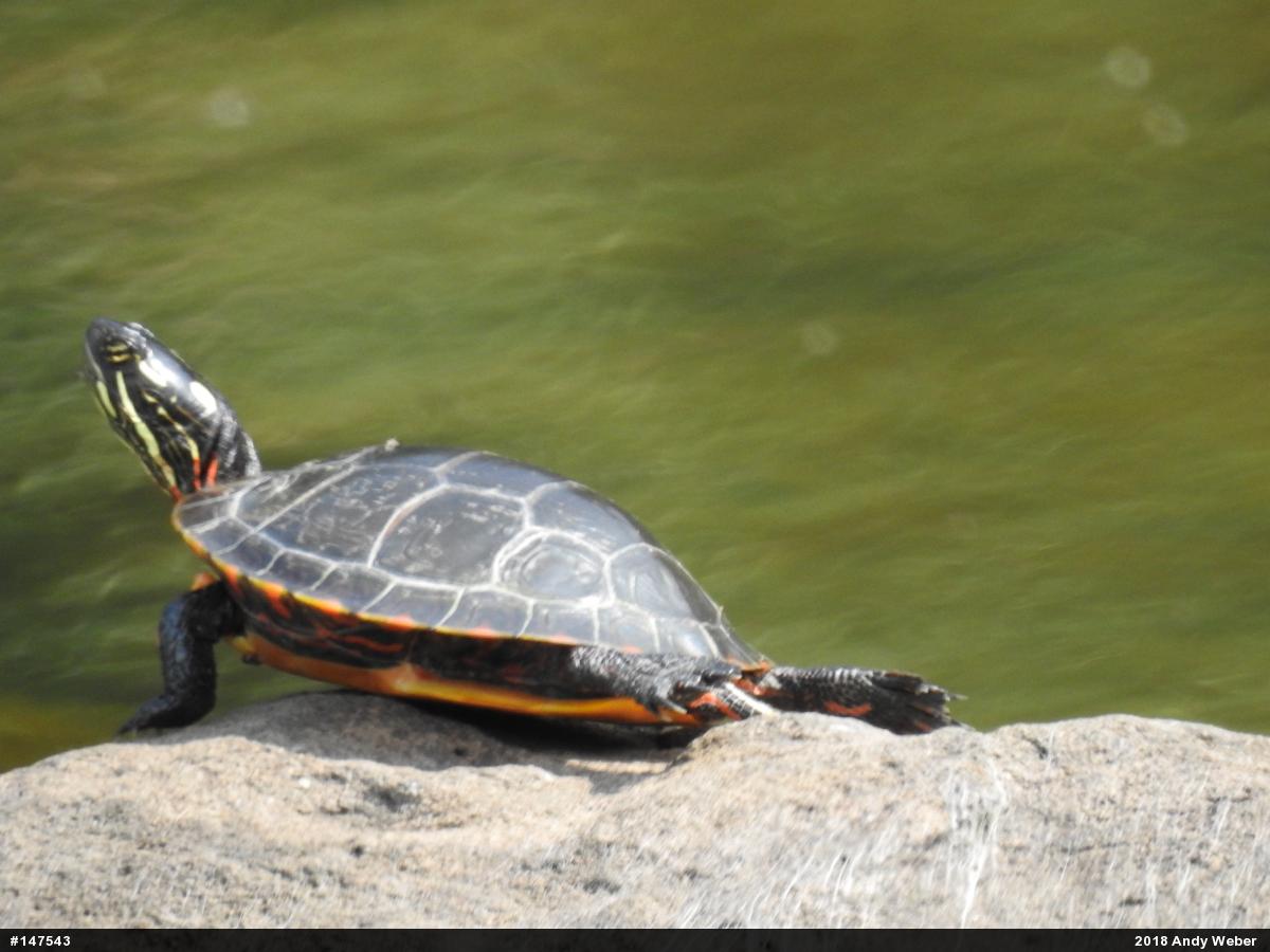 Painted Turtle