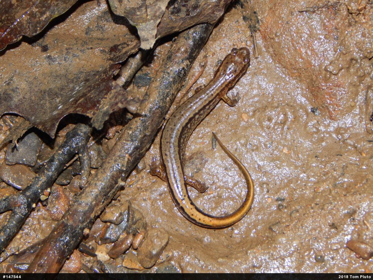 Northern Two-lined Salamander