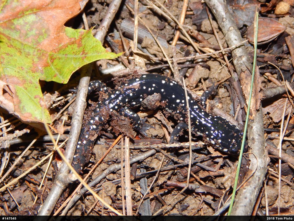 Northern Slimy Salamander