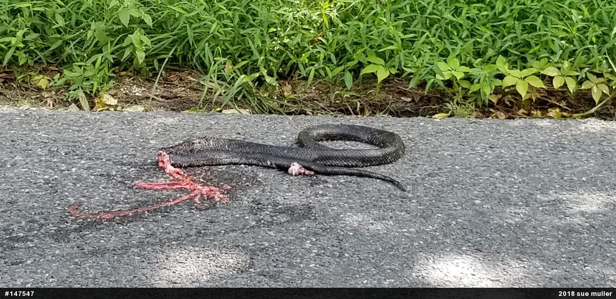Eastern Ratsnake