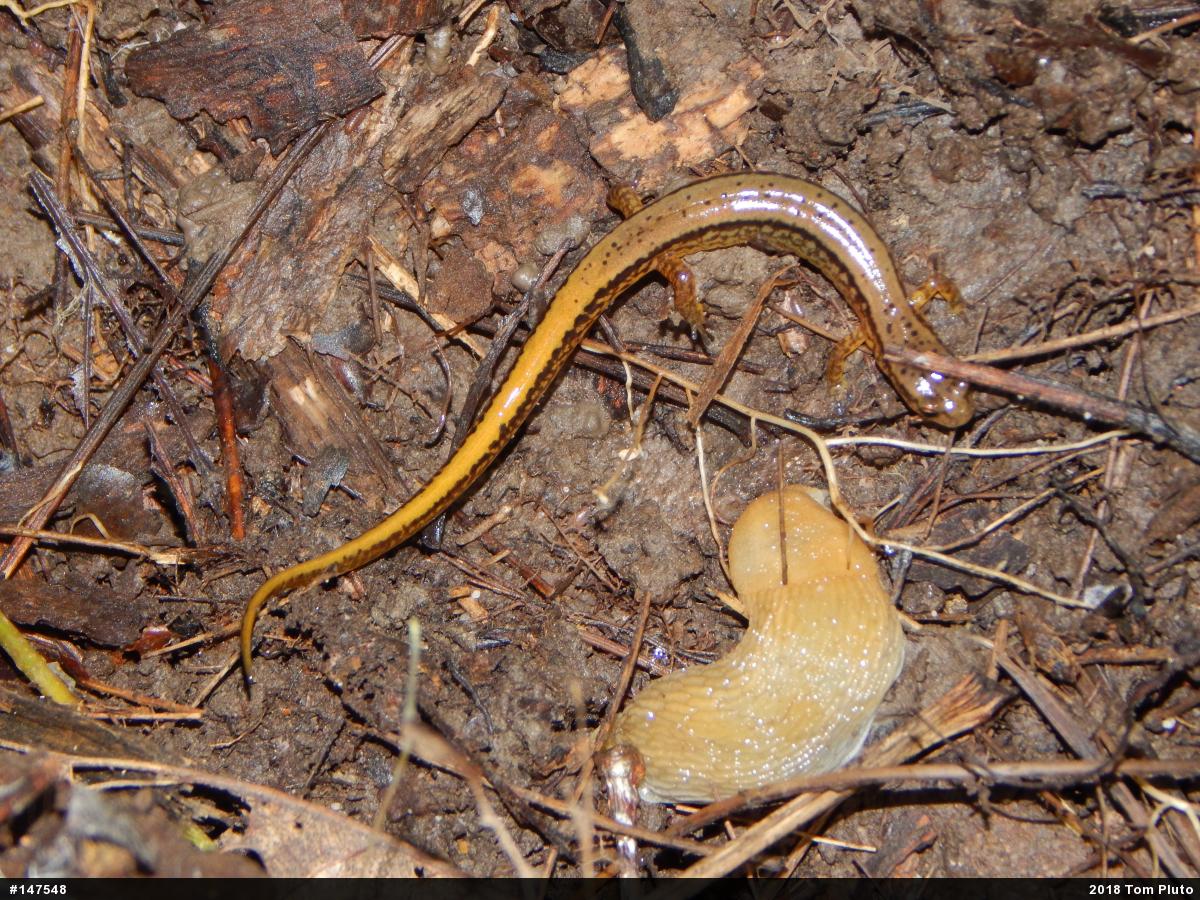 Northern Two-lined Salamander
