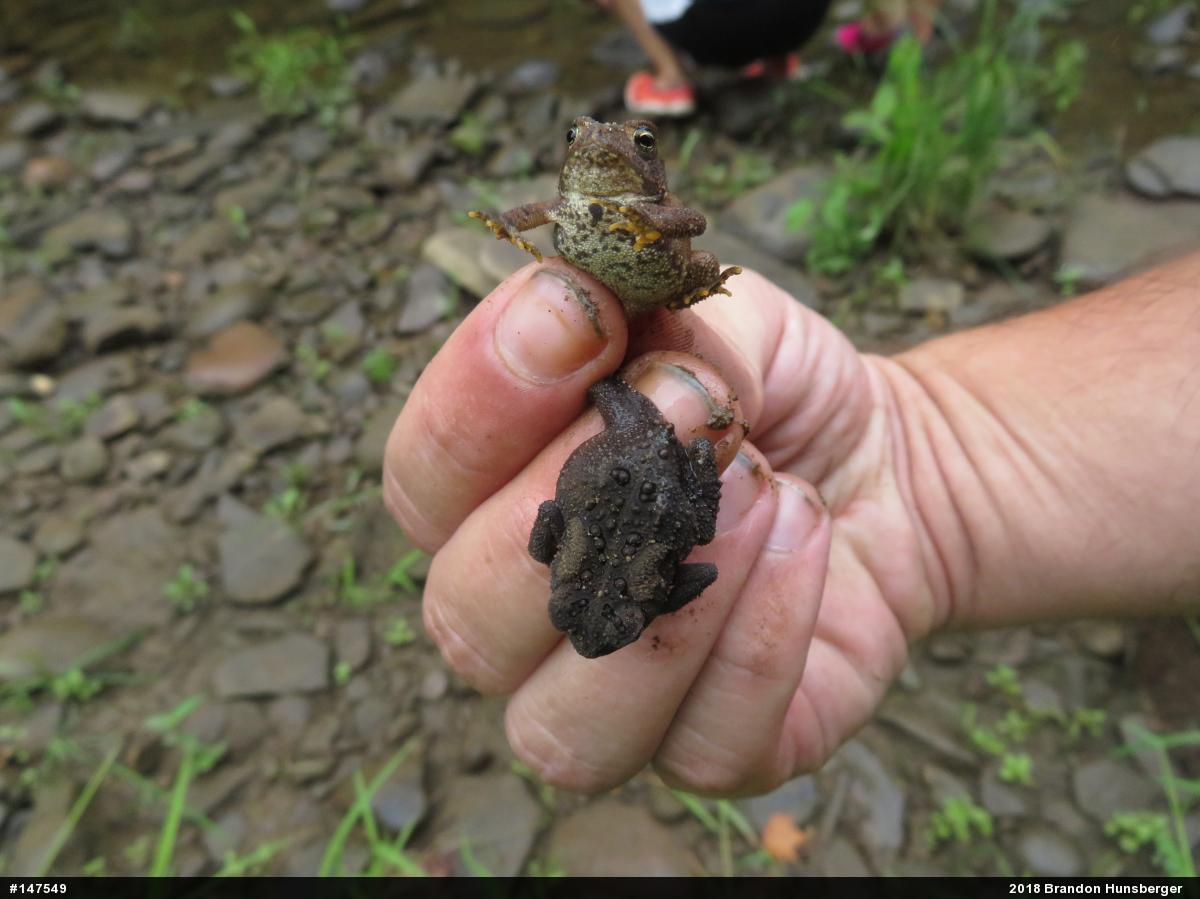 Eastern American Toad