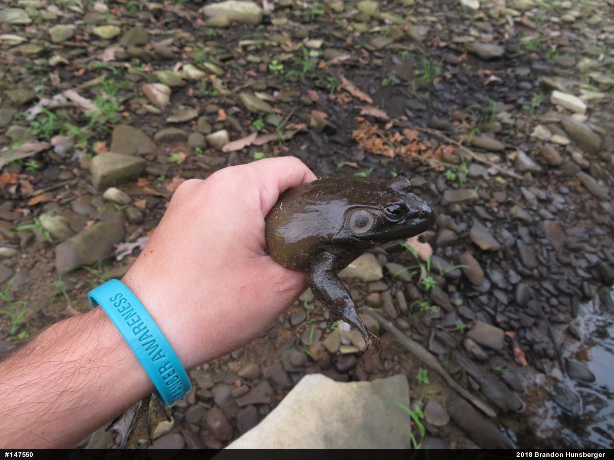 American Bullfrog