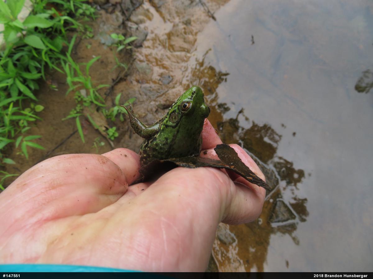 Green Frog