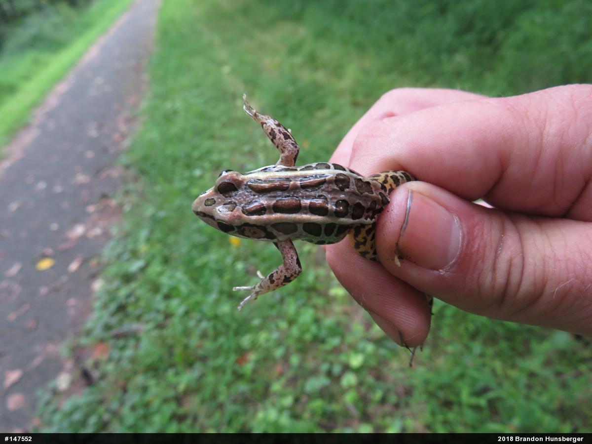 Pickerel Frog