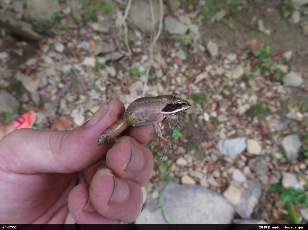 Wood Frog