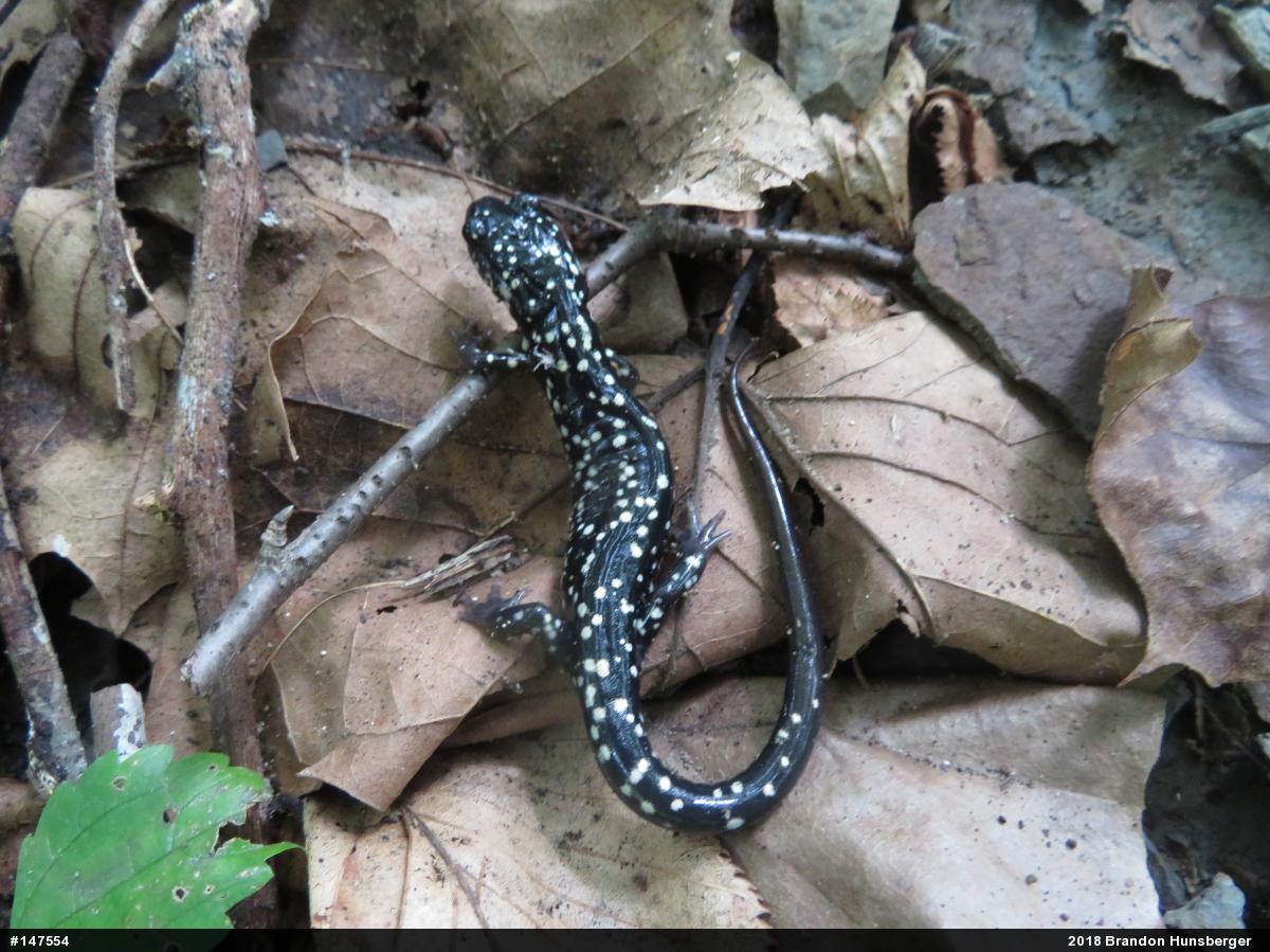 Northern Slimy Salamander