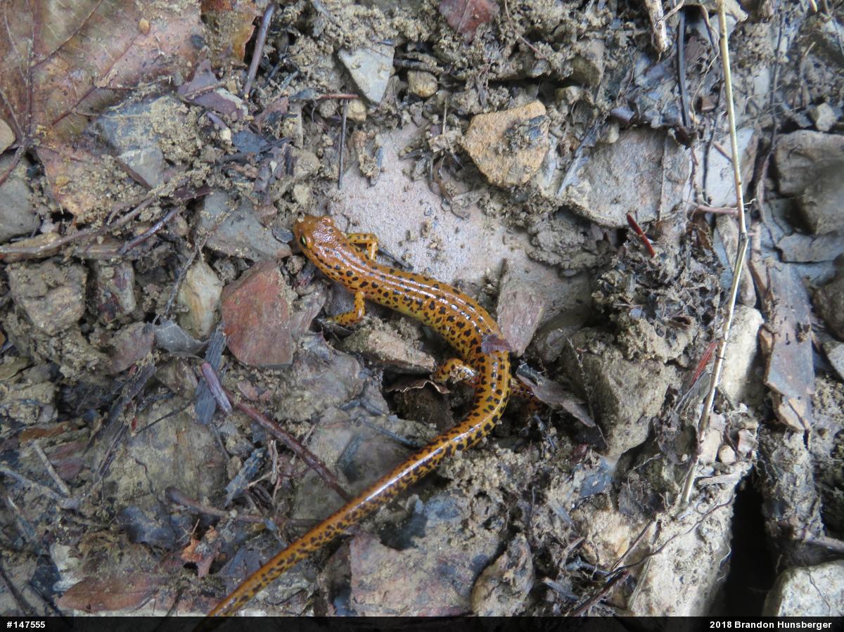 Eastern Long-tailed Salamander