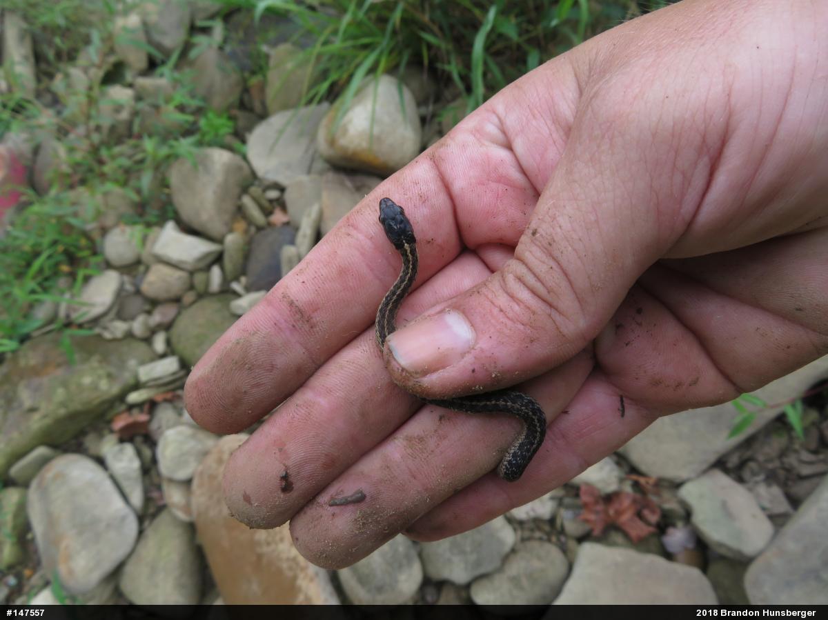 Eastern Gartersnake