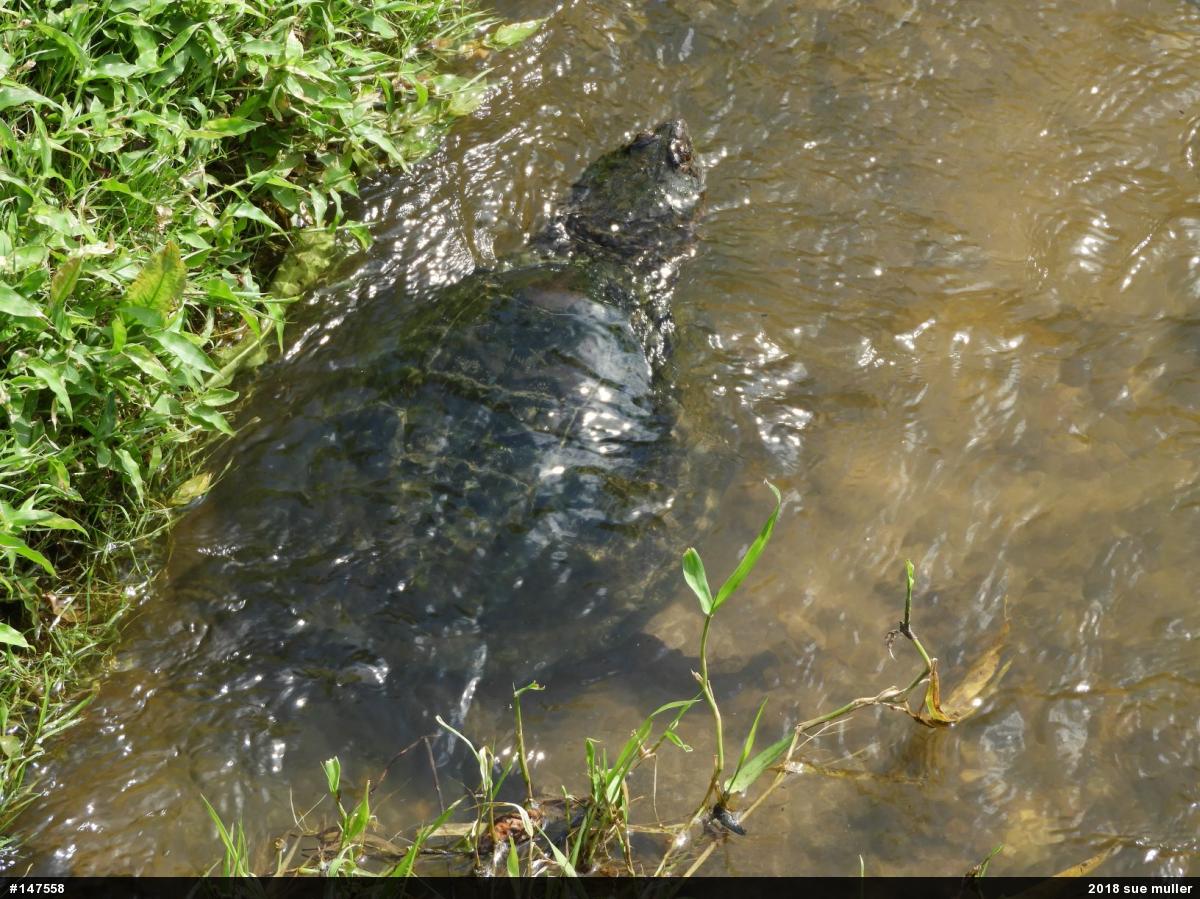 Snapping Turtle