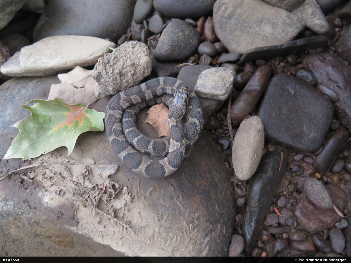 Northern Watersnake