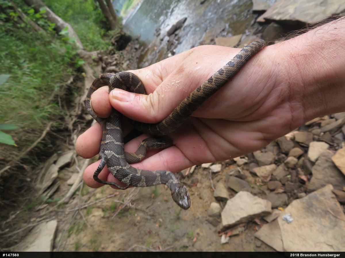 Northern Watersnake