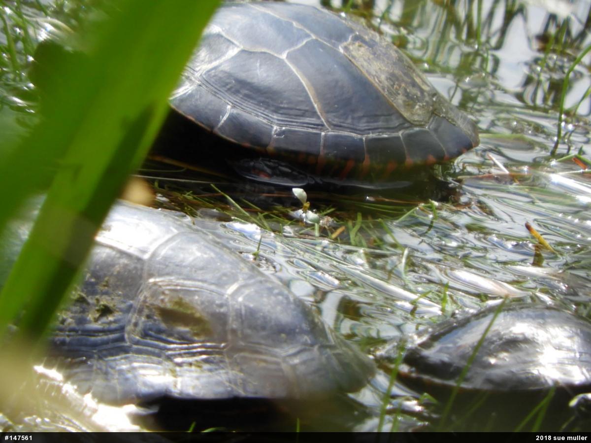 Painted Turtle