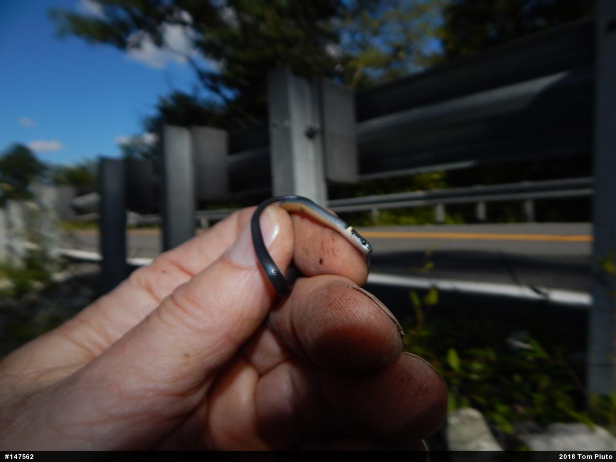 Northern Ring-necked Snake