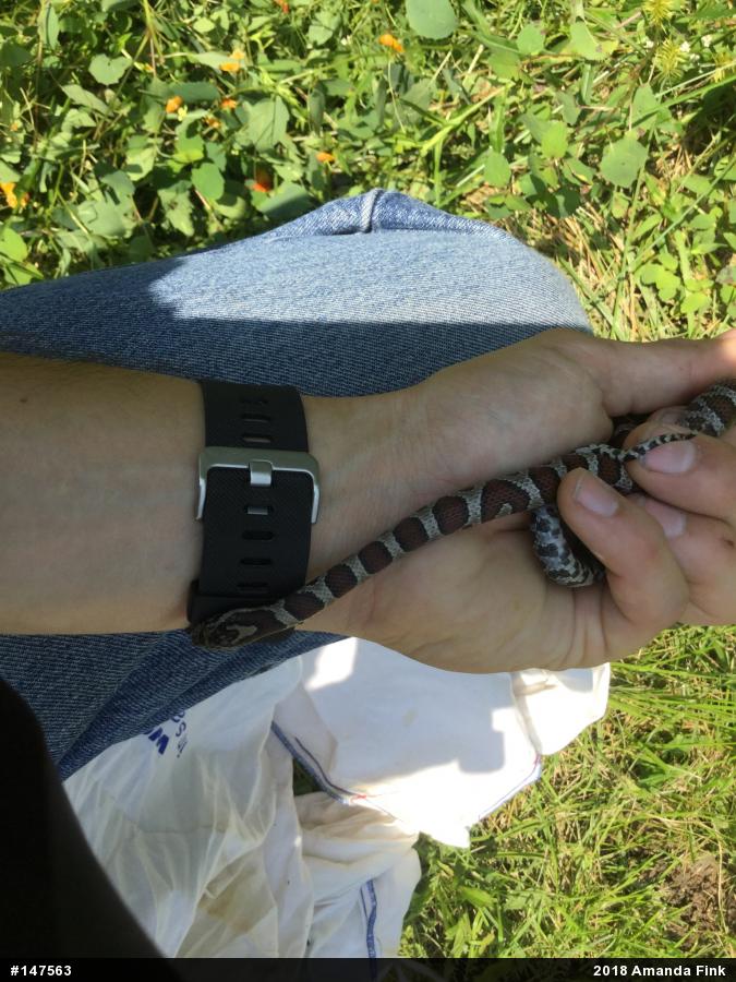 Eastern Milksnake