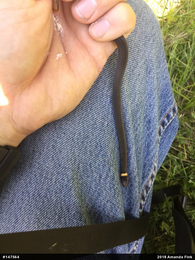 Northern Ring-necked Snake