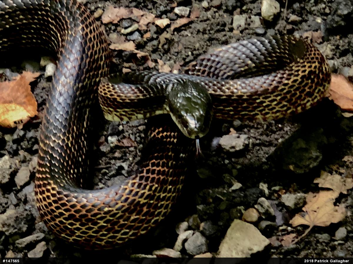 Eastern Ratsnake