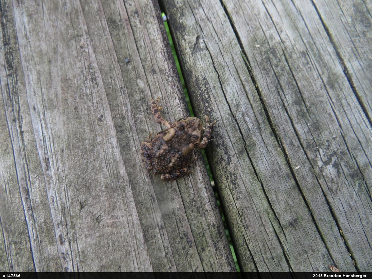 Eastern American Toad