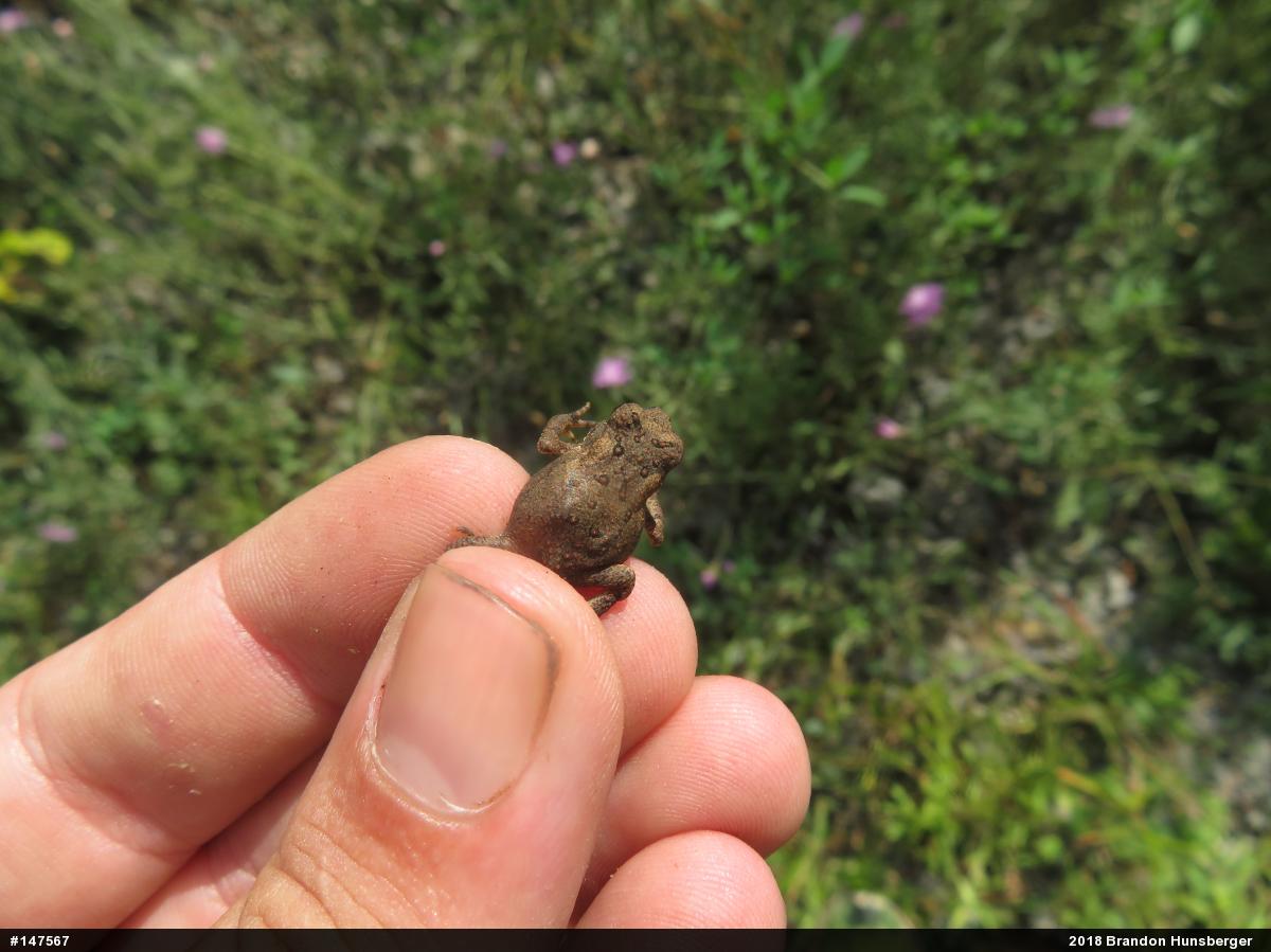 Eastern American Toad