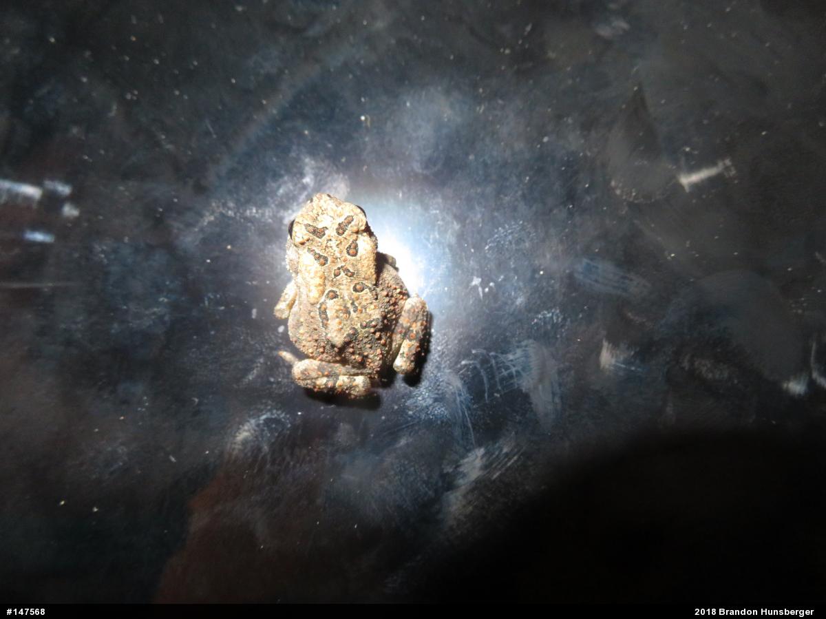 Eastern American Toad