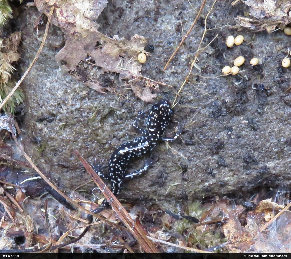 Northern Slimy Salamander