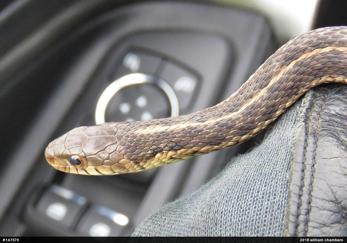 Eastern Gartersnake