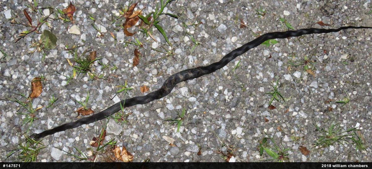 Eastern Ratsnake