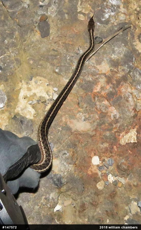 Eastern Gartersnake