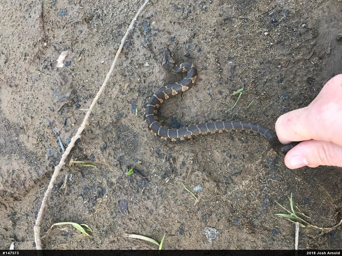 Northern Watersnake