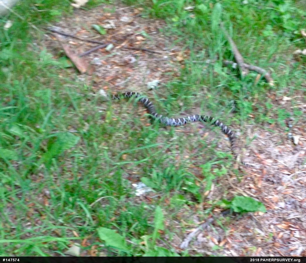 Eastern Milksnake