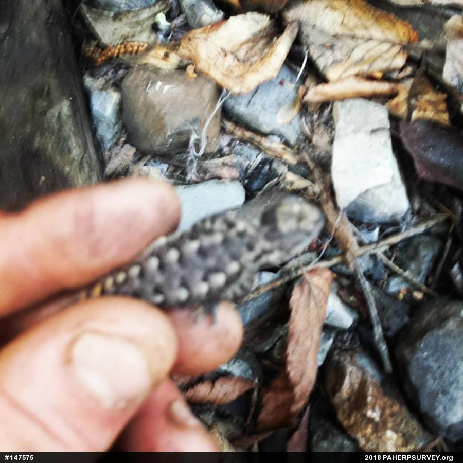 Eastern Fence Lizard