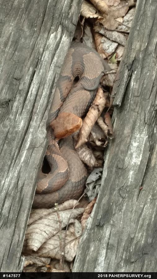 Northern Copperhead