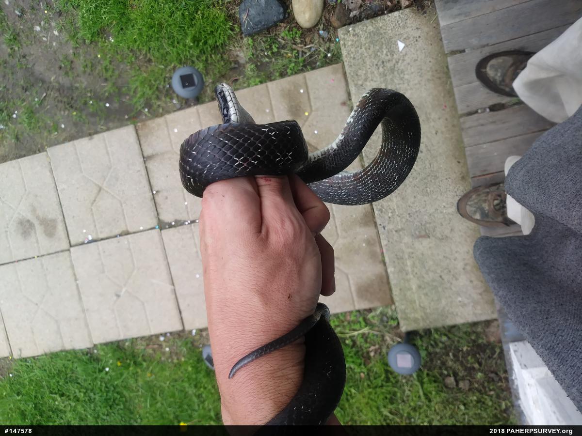 Eastern Ratsnake