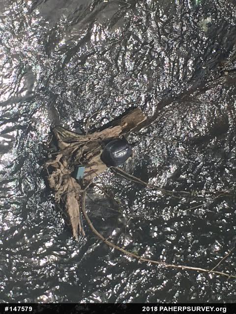 Eastern Spiny Softshell