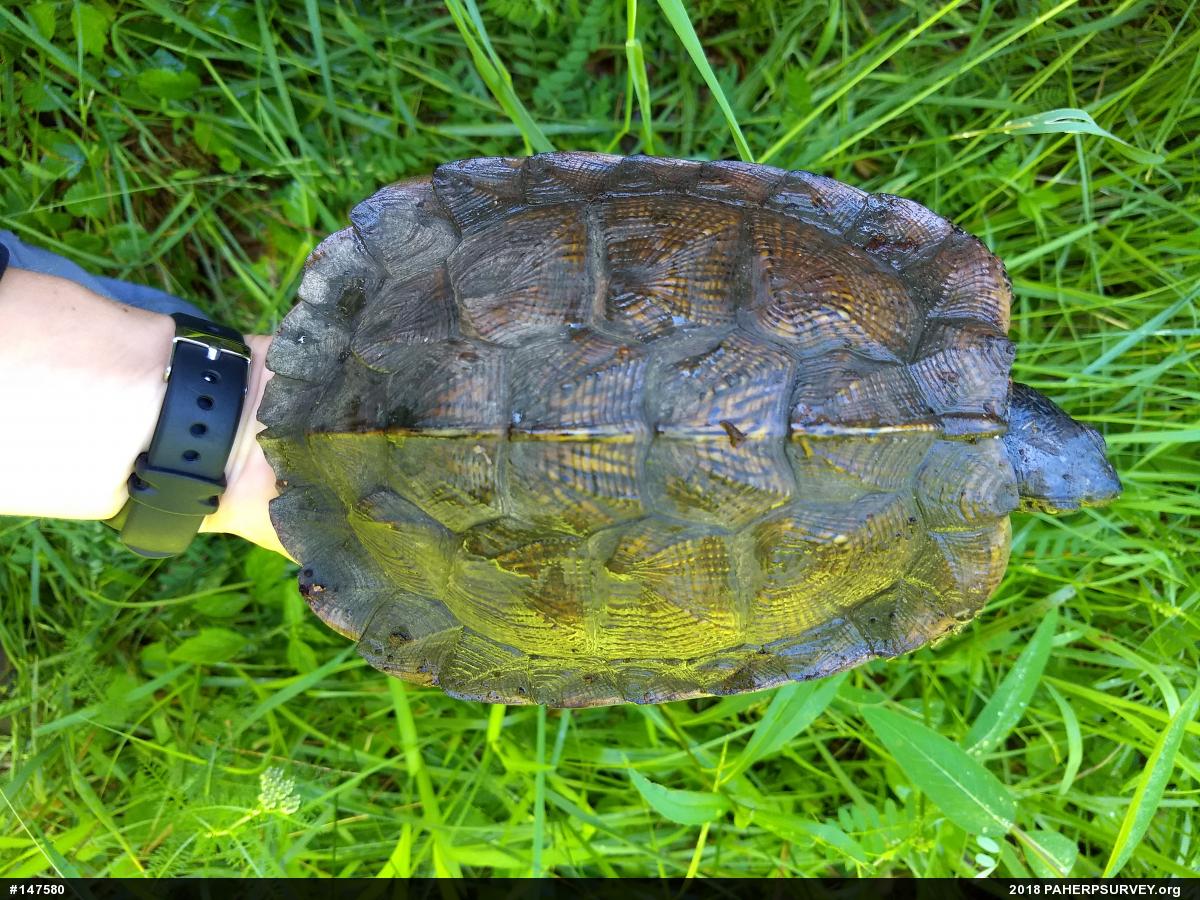 Wood Turtle