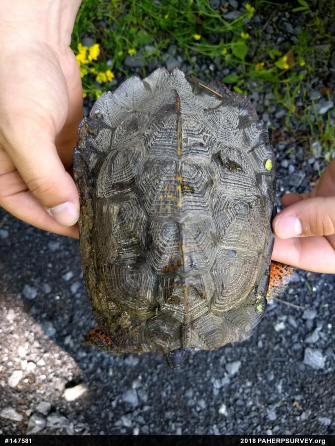 Wood Turtle